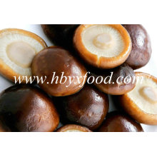 Cultivo de Hongos Shiitake Liso Secado Comestible, Seta de Flor Blanca, Flor de Té Shiitake